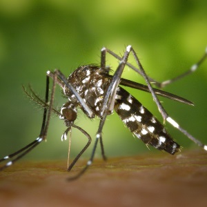 יתוש הטיגריס האסיאני
