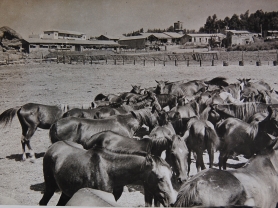 חוות סוסים בגבעת חיים